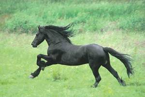 Black-Horse-Running
